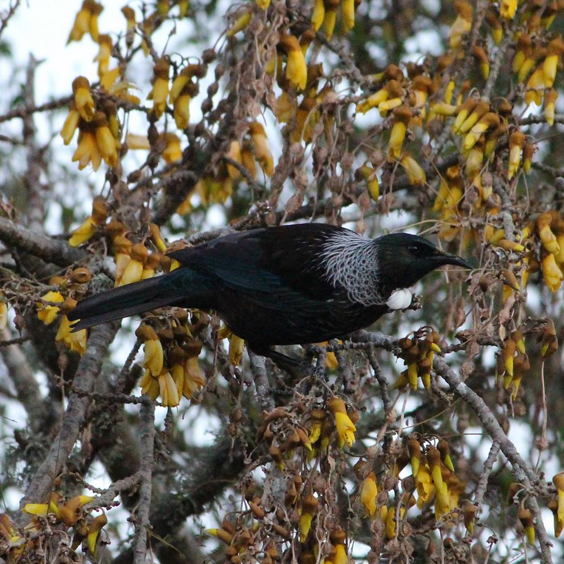 A black bird in a tree