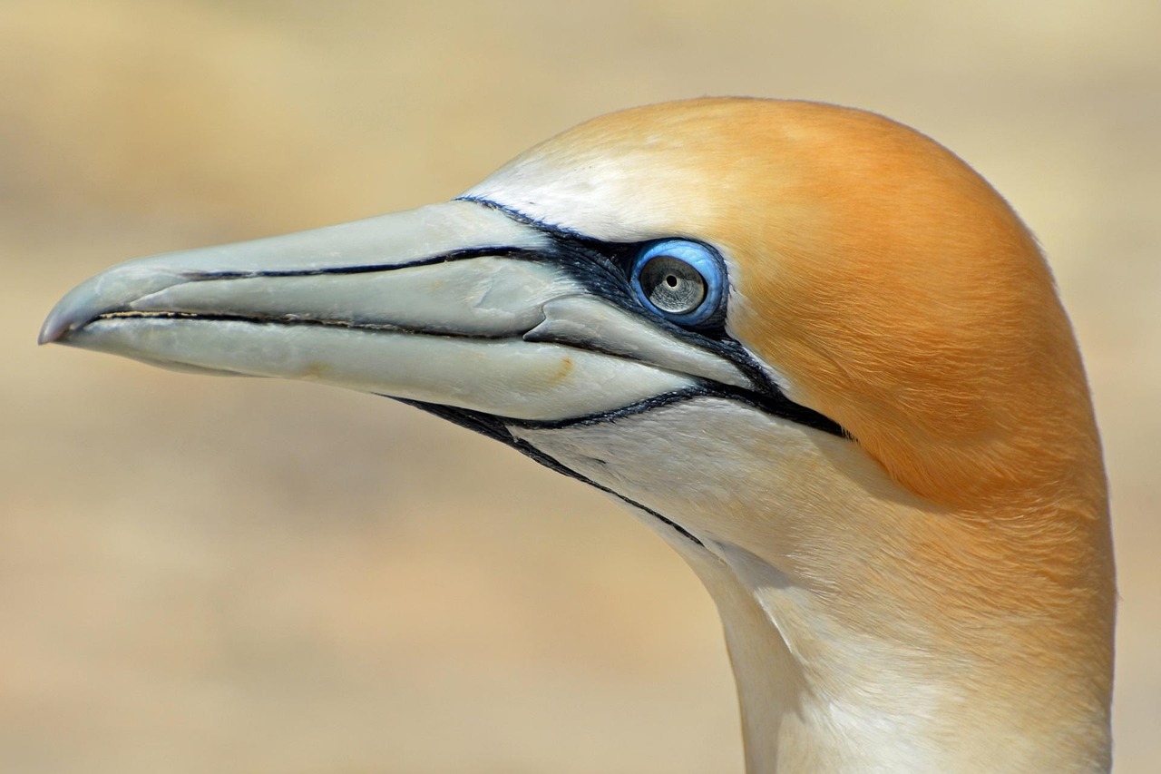 A cool bird
